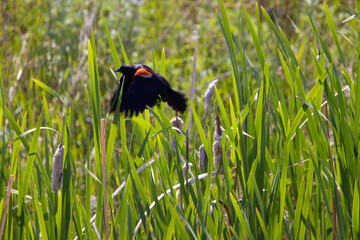 Red winged bird closeup