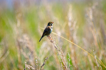 Savannah Sparrow bird closeup