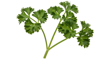 Isolated Parsley