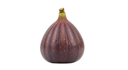 Isolated Single Ripe Fig, Purple and Delicious