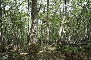 Hiking to Laguna Esmeralda, Tierra del Fuego Nature Reserve, Argentina