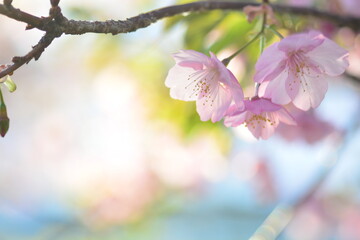 河津桜