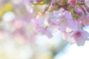 河津桜