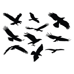 Obraz premium Collection of Eagle Silhouettes in Various Flying Poses on White Background