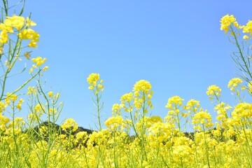 青空に映える菜の花