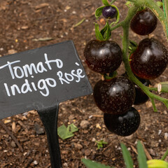 Indigo Rosé Tomato Plant with Label in Garden Bed