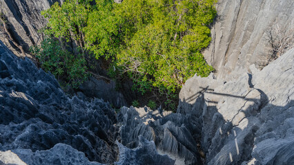 View from the height of the mountains to the gorge. In the foreground are the furrowed slopes of steep karst cliffs. There are thickets of green trees below. Light and shadows. Madagascar. Tsingy