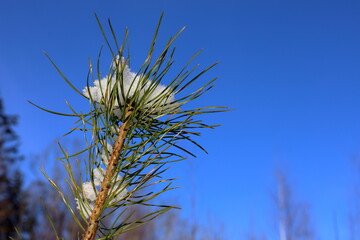 Fototapeta premium Snow covered fir tree. Winter day. Closeup. Sweden, 2025.