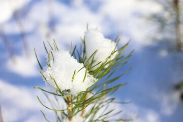 Snow covered fir tree. Winter day. Closeup. Sweden, 2025.