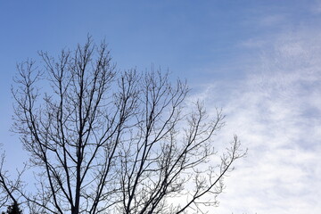 Winter day. Snow and nature. Landscape photo. Sweden, 2025.