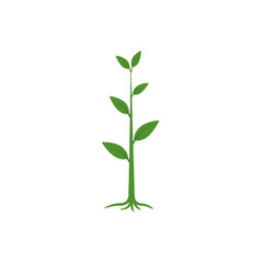 Obraz premium Simple green plant with leaves and roots in minimalist style on a transparent background 