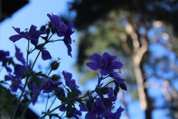 Violet flowers in garden