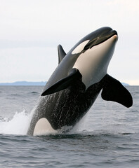 Fototapeta premium Majestic orca whale jumping in the ocean with powerful splash of marine wildlife.