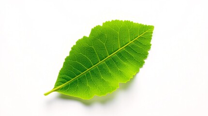 Fototapeta premium green leaf isolated on white
