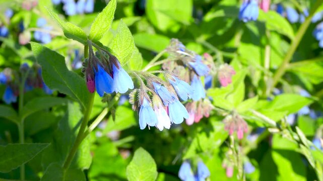 Closeup of blooming blue flowers in summer garden. Common comfrey or Symphytum officinale in bloom. Natural floral background.  4K footage.