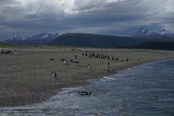 Walrus, Seal, Penguin Wildlife Tour Ushuaia, Argentina 