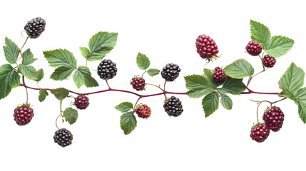 red berries on a branch on white background