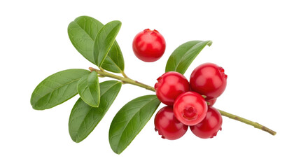 Isolated Lingonberries on Branch