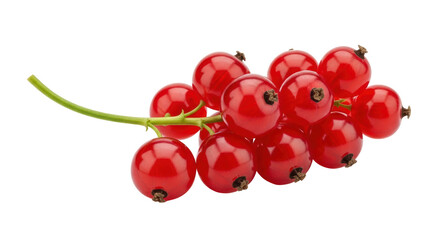 Isolated Red Currant Branch