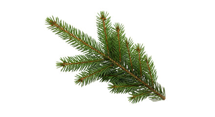 Isolated Fir Branch