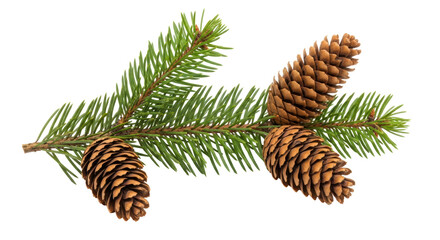 Isolated Fir Branch