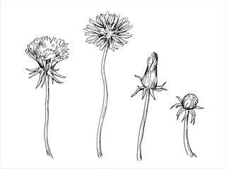 Hand drawn graphic vector illustration of dandelion flowers and buds. Flowers and plants