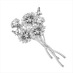 Hand drawn graphic vector illustration of dandelion flowers and buds. Summer flowers bouquet