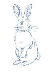 cute rabbit hand drawing sketch illustration