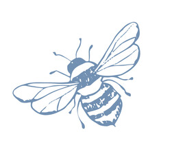 bee hand drawing sketch illustration