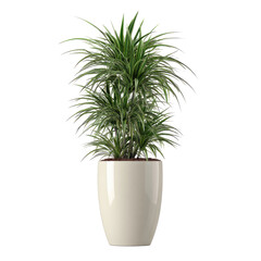 Elegant Green Plant In Stylish White Pot Isolated On White