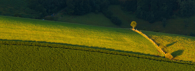 Arbre isolé et ombre