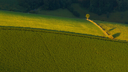 Ombres et arbre isolé