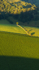 Vert et ombres