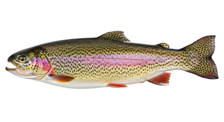 Isolated Rainbow Trout Fish