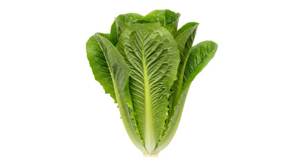 Isolated Romaine Lettuce Head