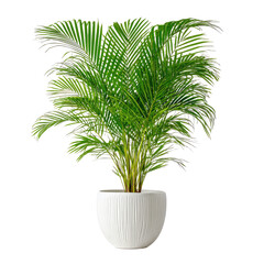 Elegant Indoor Green Palm Plant In A White Pot