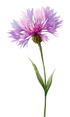 Naklejka premium PNG A Knapweed flower wildflower illustration watercolor petals.