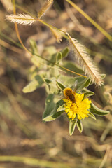 Yellow flower in bloom with bee