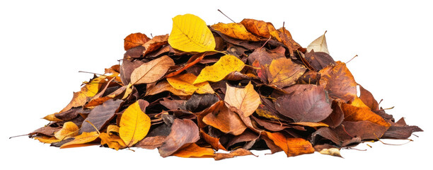 Fototapeta premium PNG Pile of leaves leaf background isolated.