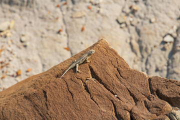 Small lizard sunning on a rock
