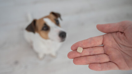 The owner hands the Jack Russell Terrier a pill. 