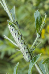 Nachtkerzenschwärmer (Proserpinus proserpina) -  Raupe