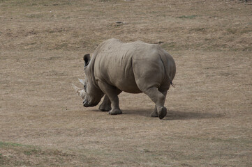 White rhinoceros (Ceratotherium simum) at Marwell Zoo