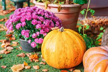 Bright yellow pumpkin surrounded by colorful chrysanthemums and rustic stumps. Festive autumn scene...