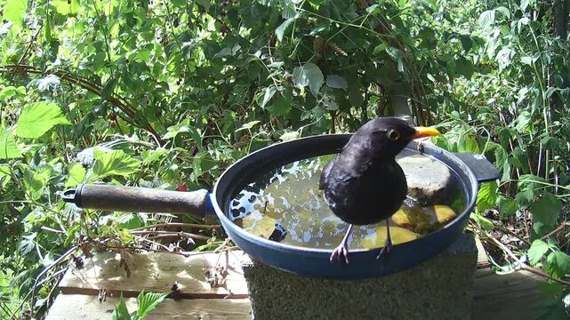 Amsel (Turdus merula) trint und badet an der Vogeltr&auml;nke