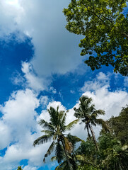 palm trees and blue sky, tropical island, summer season, beautiful blue skies in summer season