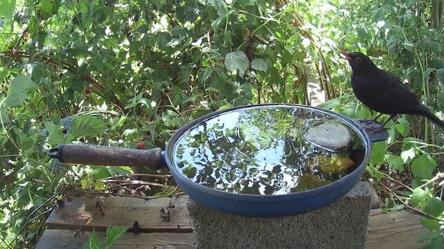 Amsel (Turdus merula) trinkt an einer Vogeltr&auml;nke aus einer alten Bratpfanne