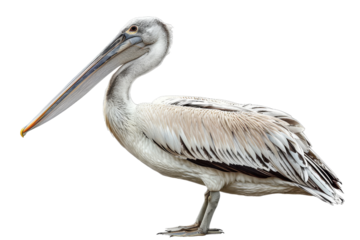 Graceful pelican isolated on transparent background ideal for nature blogs and birdwatching guides with clear detailing