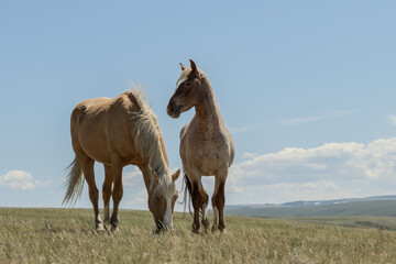Obraz premium Wild Mustang Pair in Wyoming
