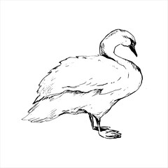 Graphic vector drawing of a swan drawn by hand. Bird symbol of fidelity